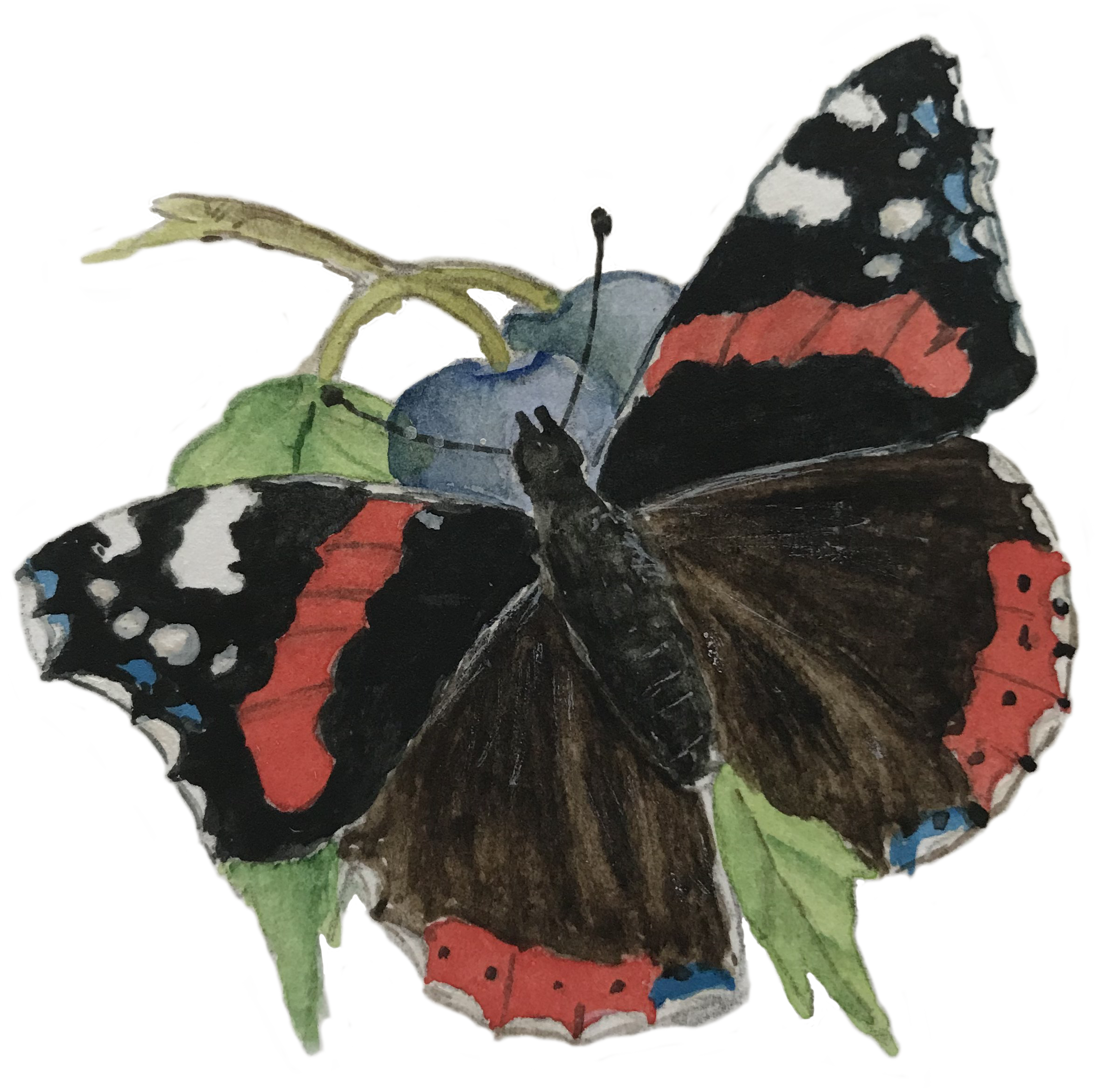 Schmetterling gemalt von Anton Reich, Waigolshausen