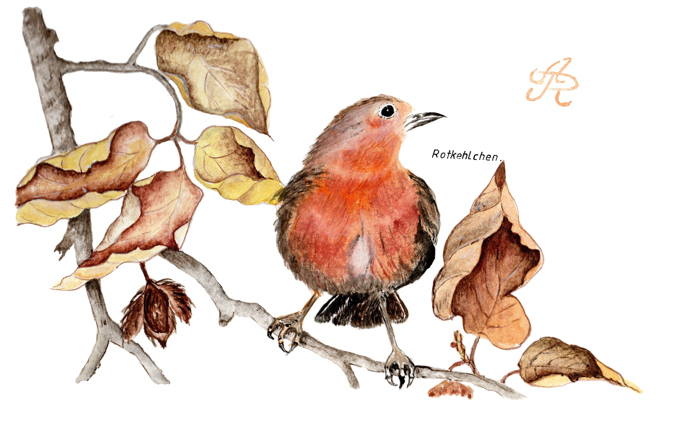Aquarell von Anton Reich aus dem Jahre 1984. Es zeigt ein Rotkehlchen auf einem herbstlichen Ast.