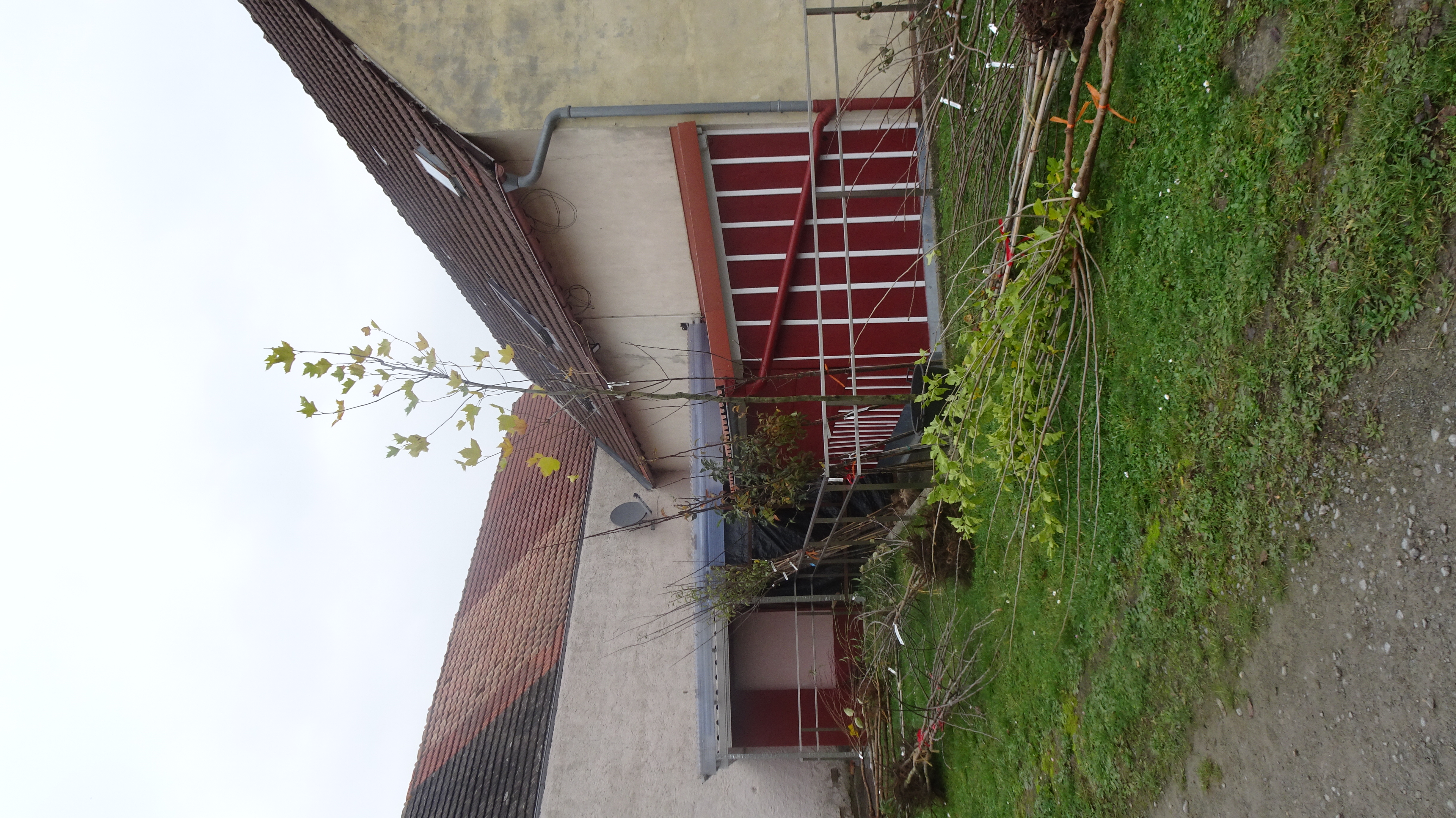 Bäume sortiert nach Sorten