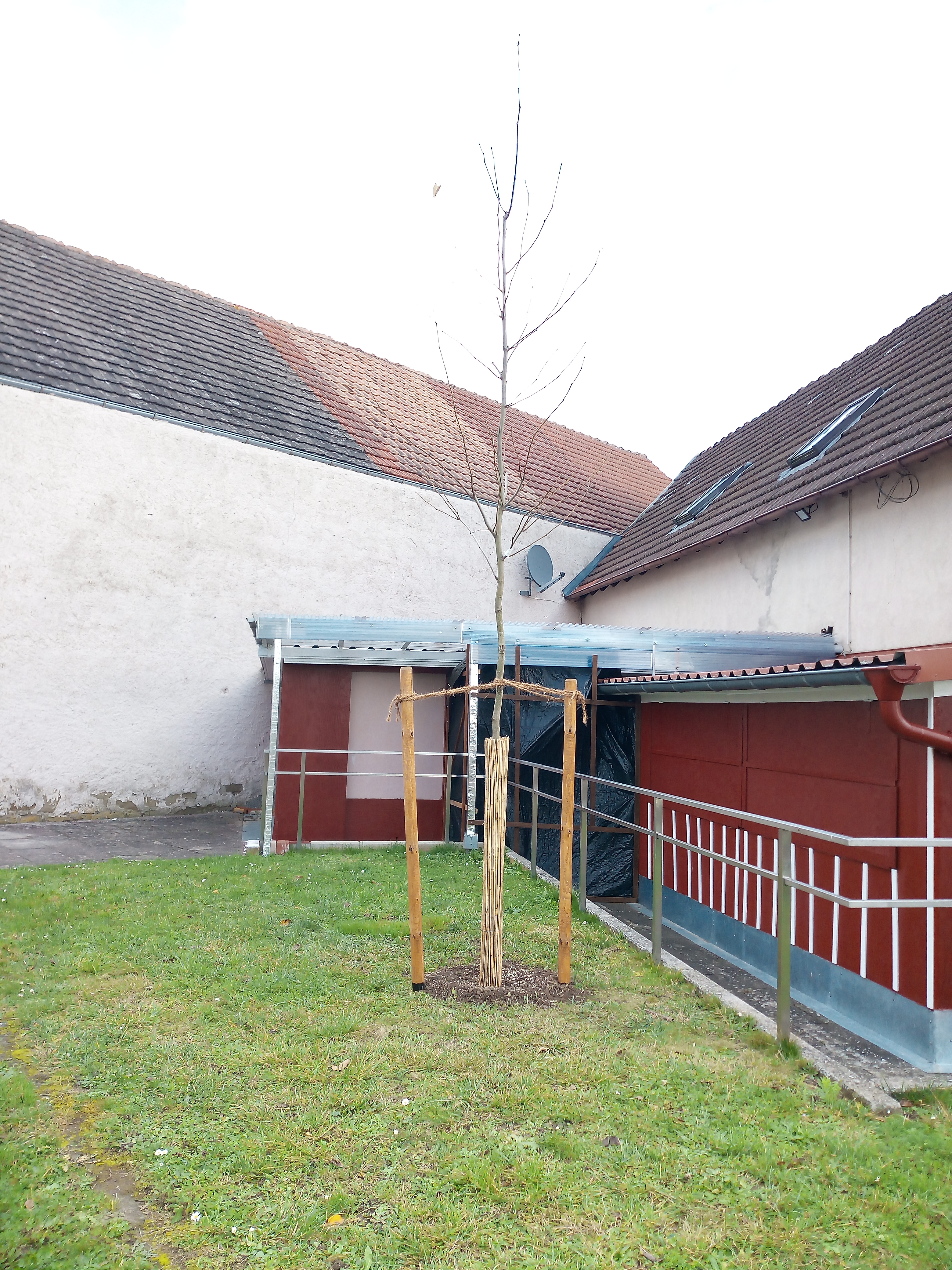 neue Platane frisch gepflanzt hinter der Vereinshalle