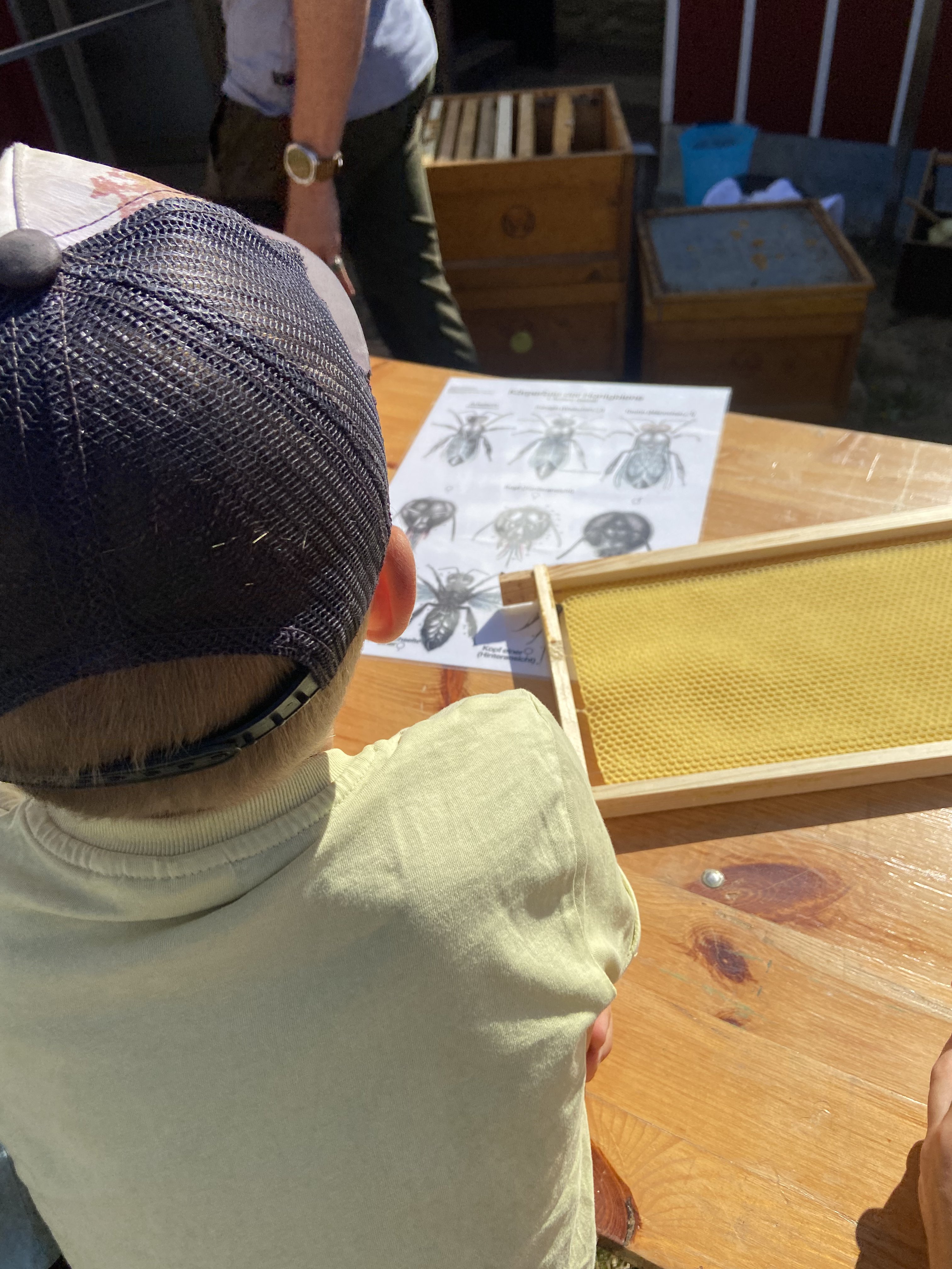 Kinder vor einer Schautafel mit Erklärungen über die Anatomie der Bienen
