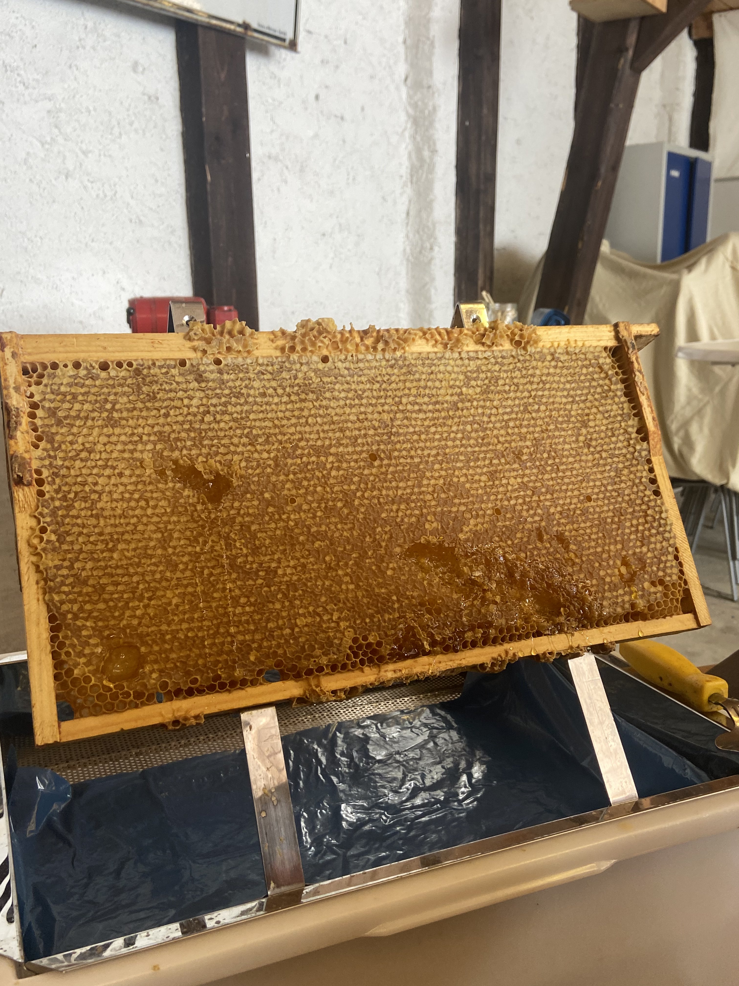 Waben eines Bienenstocks