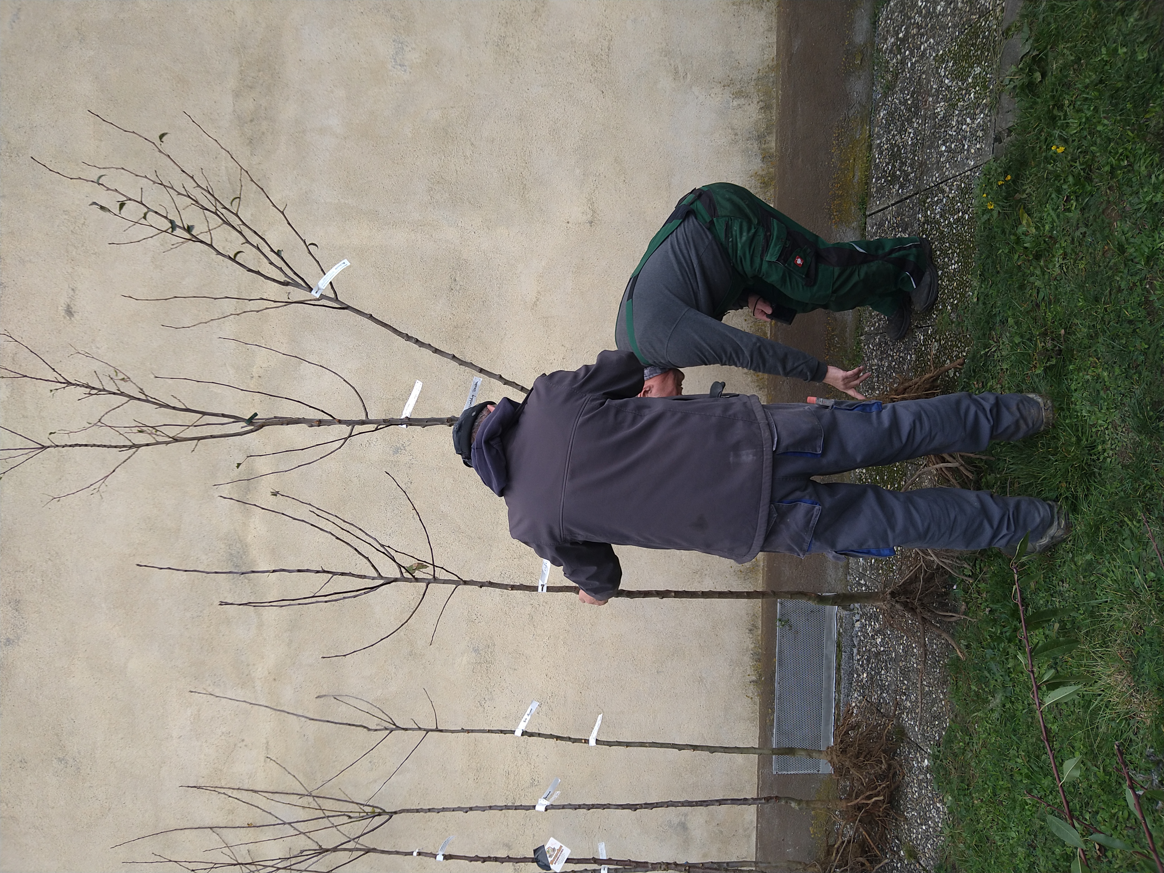 Ein Teilnehmer der Aktion und Vorstand Helmut Werthmann betrachten einen Jungbaum.