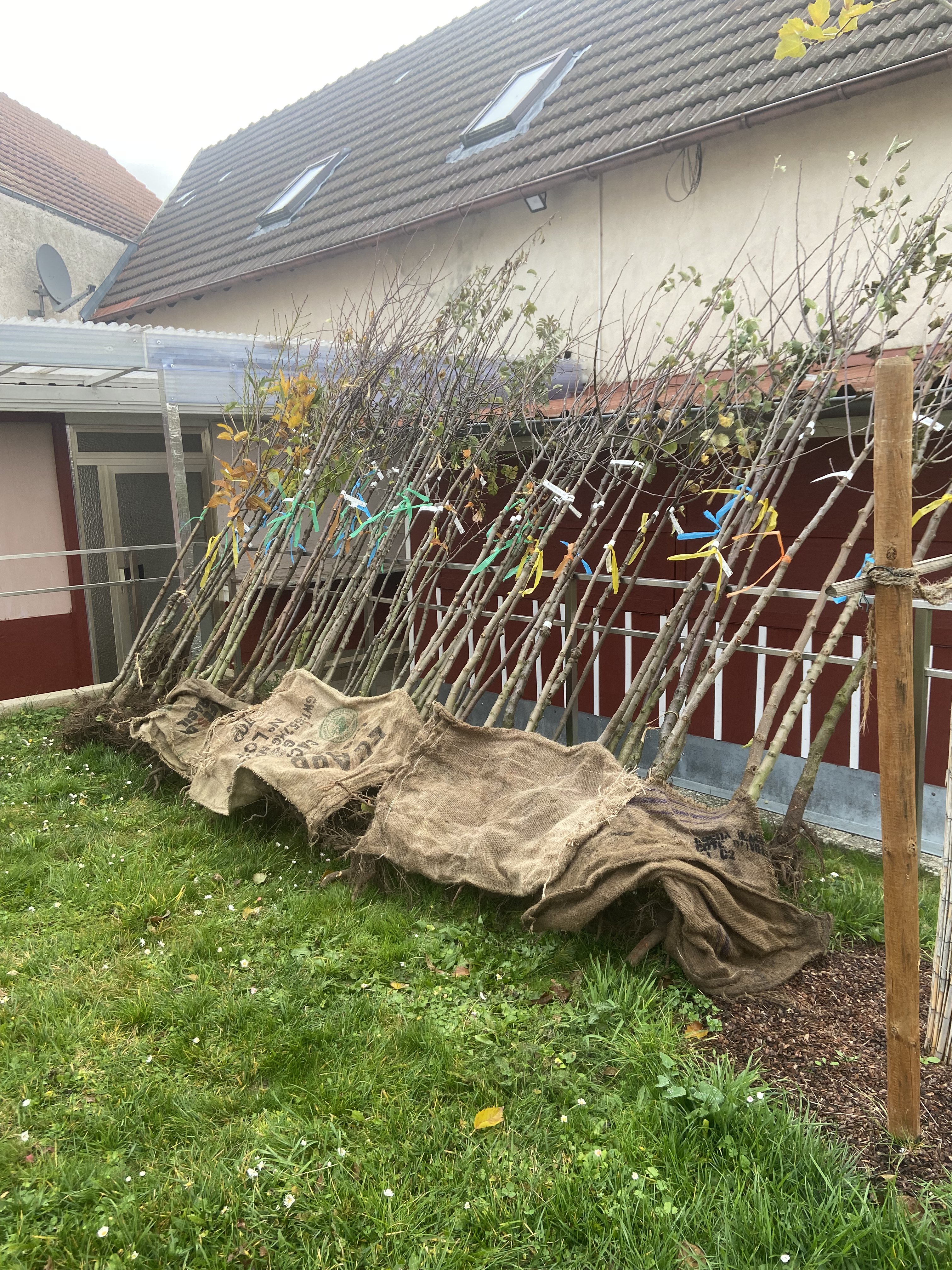 Alle gelieferten Bäume hinter der Vereinshalle der Eigenheimer in Waigolshausen