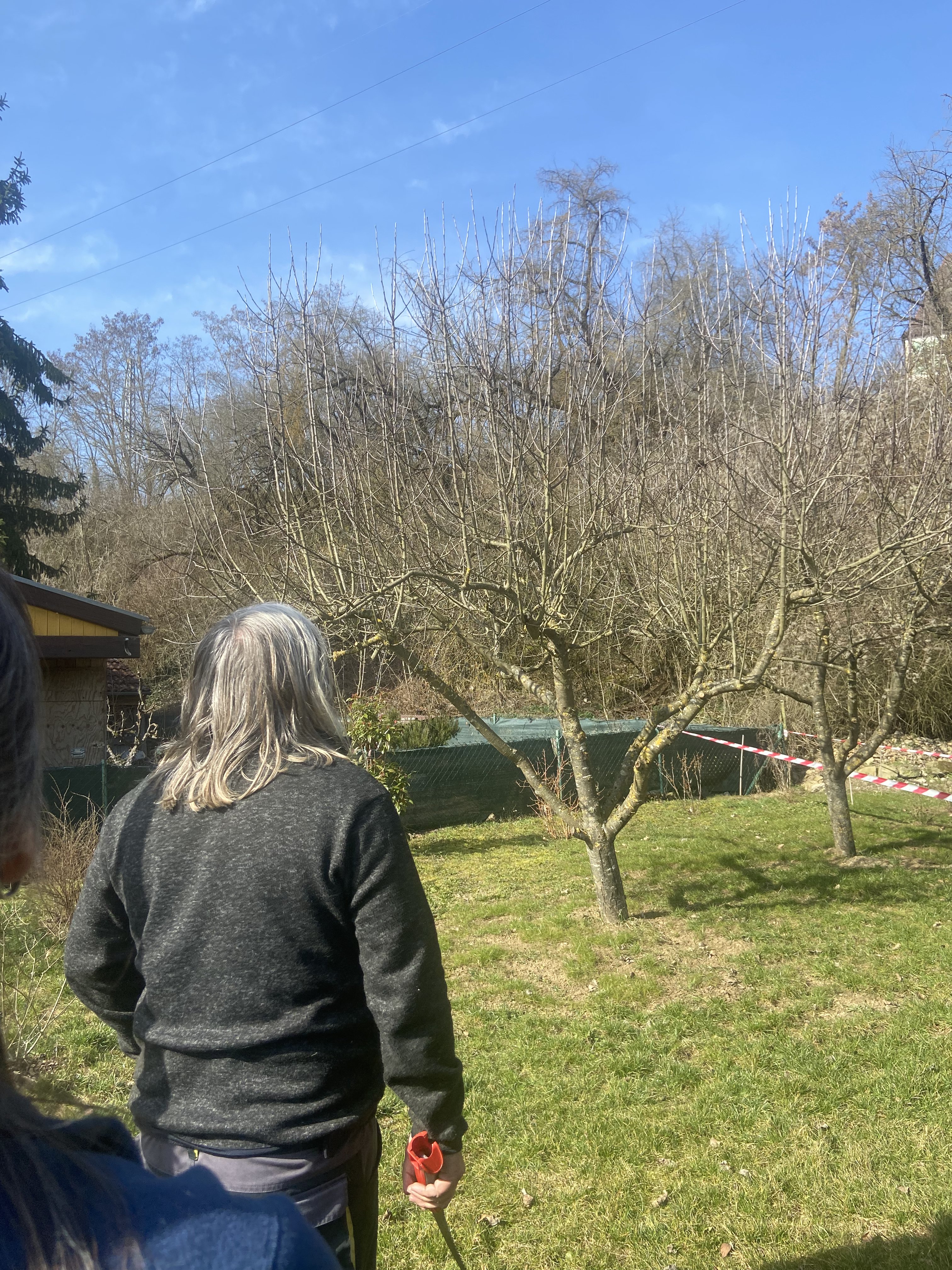 Ein Älterer Apfelbaum mit vielen Schossern.